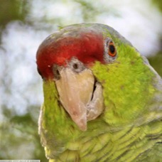 Red-crowned Parrot 1st yr 6751
