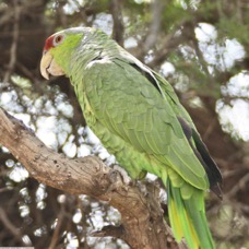 Red-crowned Parrot 1st yr 6744