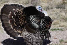 Wild Turkey 8156