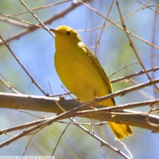 Yellow Warbler 0366