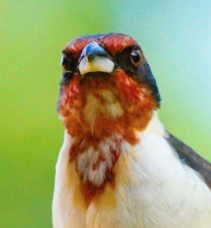 Masked Cardinal juvenile-67