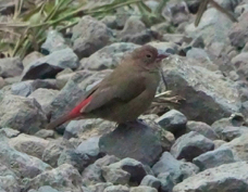 Firefinch Red-billed female 6625