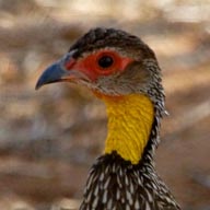 Spurfowl Yellow-necked 192