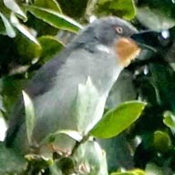 Apalis Chestnut-throated 192
