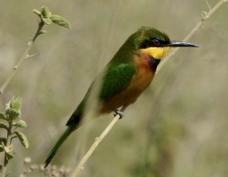 Bee-eater Little 0471