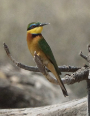 Bee-eater Little 2856