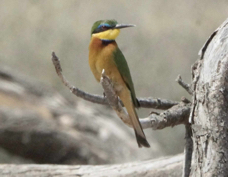 Bee-eater Little 2867