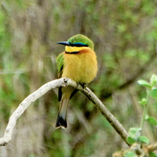 Bee-eater Little 6223