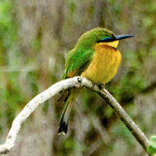 Bee-eater Little 6227