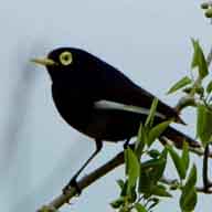 Spectacled Tyrant 192 8606