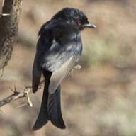 Drongo Fork-tailed 192