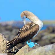Blue-footed Booby 9277 194x194