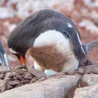 Gentoo Penguin with egg at nest Pt Lockaby 192 8052