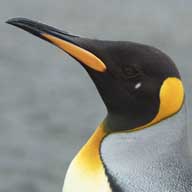 King Penguin 192 4528