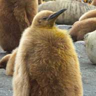 King Penguin pups Gold Bay 192 5839