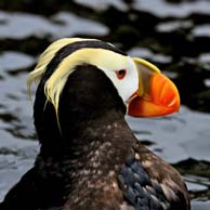 Tufted Puffin 9015 194