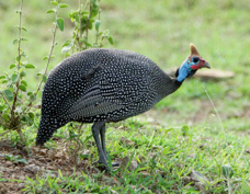 Guineafowl Helmuted 7673