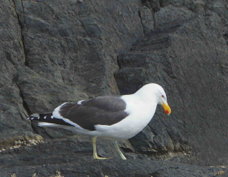 Kelp Gull 9404