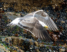 Kelp Gull 9608
