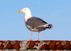 Herring Gull Norway 0138