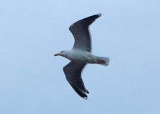 Herring Gull Norway 4832
