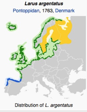 range European Herring Gull