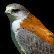 Red-backed Hawk 192 7034