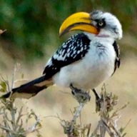 Hornbill Eastern Yellow-billed 192