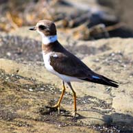 Semipalmated Plover 0290 194