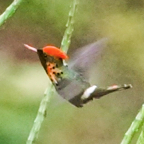 Tufted Coquette Hummingbird male-534