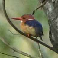 Kingfisher Pygmy 192