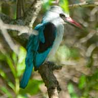 Kingfisher Woodland 192