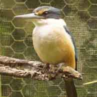New Zealand Kingfisher 3976 194