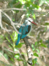 Kingfisher Woodland 0129