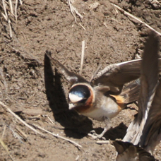 Cliff Swallow 2385