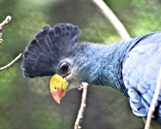 Great Blue Turaco 2305
