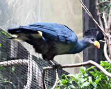 Great Blue Turaco 2329