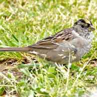 Golden-crowned Sparrow 5438 194