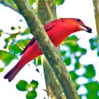 Summer Tanager 8564 194
