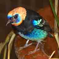 Tanager Golden-hooded 0790 192