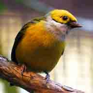 Tanager Silver-throated 6990 192