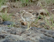 Thick-knee Water juvenile 9201