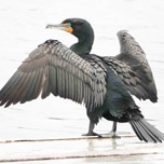 Double-crested Cormorant-152