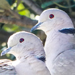 Eurasian Collared-Dove-152
