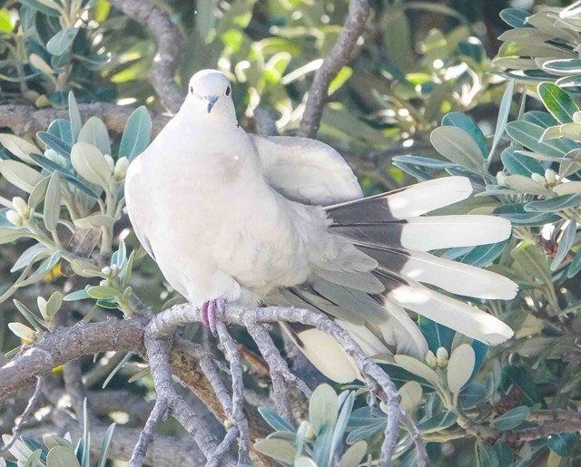 Eurasian Collared-Dove-265.jpg