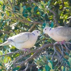 Eurasian Collared-Dove-272.jpg