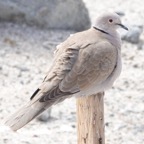Eurasian Collared Dove-54.jpg