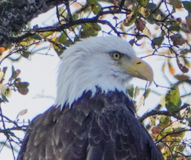 Bald Eagle at Pardee Reservoir-161.jpg