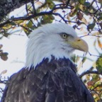 Bald Eagle at Pardee Reservoir-161.jpg