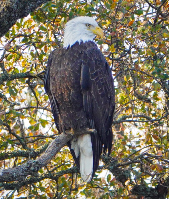 Bald Eagle at Pardee Reservoir-165.jpg